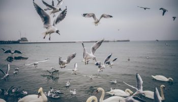 e872476a-0062-36ea-b8ce-8b4dd162e732