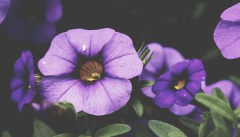 f37987dd-ec0d-3093-b62c-e7976d92fc7b